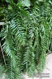 Image result for Nephrolepis biserrata