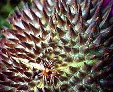 How to guide in growing durian. How To Grow Durian