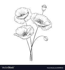 Untitled Poppy Drawing Poppies Tattoo Poppy Flower Drawing