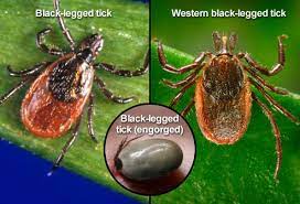 Hyperbaric Oxygen Therapy For Lyme Disease Texas Hbo