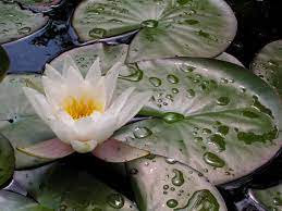 weisse seerose bluete weiss nymphaea alba pflanzen seerose pflanzenreich