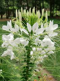 Image result for Cleome spinosa