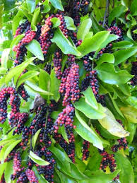 Image result for Antidesma