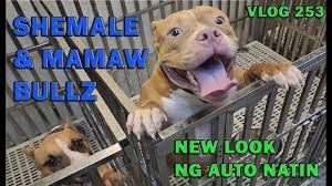 SHEMALE & MAMAW AMERICAN BULLY DOGS | BULLY CAR NEW LOOK | DON RAIDER VLOG  253 - YouTube