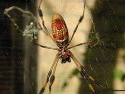 Different Types Of Spiders Names Pictures Dos And Don T S With Spider In 2021 Types Of Spiders Spider Species Spider