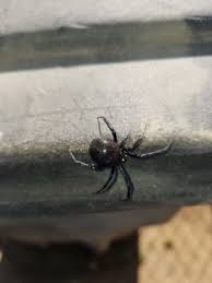 Official pest prevention has been serving the professional pest control service for fresno and surrounding areas since 2000. Attack Back Pest Control Fresno Ca Pest Control Mapquest