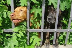 Hund Bellt Standig Am Gartenzaun So Gewohnen Sie Es Ihm Ab