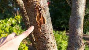 The best techniques for filling cracks in ceilings. Why Do Fruit Trees Split And How To Fix It Youtube