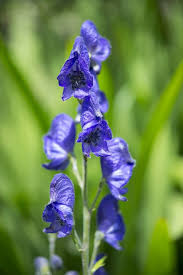 Tall shade perennial zone 5. 25 Best Shade Perennials Perennial Flowers For Shade