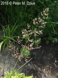 Image result for Pseudo Agrostistachys