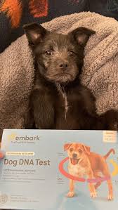 Ollie's Sample Is Processing! Any Guesses? Thinking Mini Schnauzer