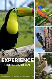 Birding In Belize Belize Travel Belize Viewing Wildlife