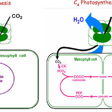 A Schematic Diagram Of C3 And C4 Photosynthesis Download