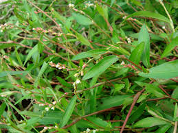 Image result for Persicaria barbata