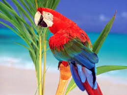 طيور ببغاء بالصور للتحميل من قسم صور طيور صور عن عالم الببغاوات رائعة والوان جميلة parrot birds photos download,احلى صور رمزيات ببغاء كاسكو كيوت متنوعة اليفة للواتس اب whatsapp,صور اشكال جميلة ببغاء الأمازون متكلم,بغبغانات هندي جميل وأروع صور عصفور ببغاء براكيت اخضر,تحميل صور ببغاء رمادي. ØªÙØ³ÙŠØ± Ø±Ø¤ÙŠØ© Ø§Ù„Ø¨Ø¨ØºØ§Ø¡ ÙÙŠ Ø§Ù„Ù…Ù†Ø§Ù… Ø§Ù„Ù…Ø±Ø³Ø§Ù„