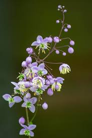 Image result for Thalictrum