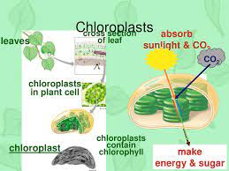 Plastids assist in storing and harvesting needed substances for energy production. Photosynthesis Ppt Download
