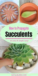 How To Propagate Succulents From Leaves So You Can Multiply Your Succulent Collection Natalie Linda Propagate Succulents From Leaves Succulent Garden Design Propagating Succulents