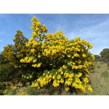 Image result for Acacia decurrens