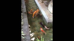 Ini adalah tempat yang sempurna untuk duduk, merenung dan 4. Kolam Ikan Di Halaman Rumah Youtube