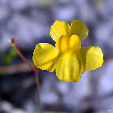 Image result for Utricularia subulata