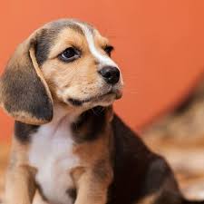 Golden retriever puppies alabama craigslist. Petsforrehoming Beagle Puppies For Sale In Nc Craigslist Facebook