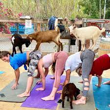 *class is run on your donations ~ suggested $10. Goods And Goats Market Home Facebook