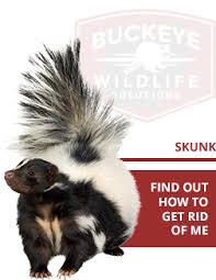 Homeadvisor's animal control cost guide provides prices for squirrel in attic removal, dead animal removal and and the cost of critter control for raccoons, yard moles pidgeons and other birds commonly nest in and around homes, most commonly under eaves and in chimneys and garages. Columbus Wildlife Removal Bws Animal Pest Control Services