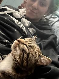 Lost male gray and white young cat with extra toes