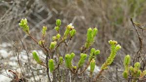 Image result for Laurembergia repens