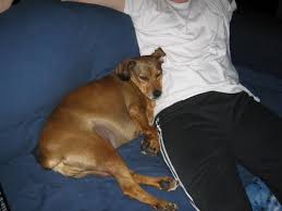 Hyoscine belongs to the group of medications called antispasmodics. Pancino Che Brontola E Lilli Si Lamenta Cane