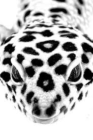Black And White Leopard Gecko Drawing Liquige Cute Reptiles Gecko Leopard Gecko