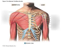 Rotator cuff muscle helps in movement of the upper arm in the shoulder joint and has the. Anterior Shoulder Muscles Diagram Quizlet