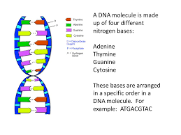 How do proteins relate to traits. Protein Synthesis Apk How Do Genes Determine The Traits Of An Organism Ppt Download