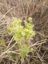 Image result for Hoslundia