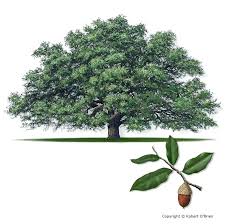 Oak Tree Growth Rate Creativeimagination Co