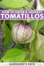 How To Grow And Harvest Tomatillos Gardener S Path Fruit Trees In Containers Gardening For Beginners Backyard Vegetable Gardens