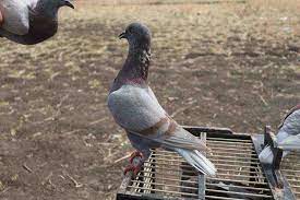 We did not find results for: Cara Melatih Nafas Merpati Agar Kuat Panjang Tahan Lama Dunia Hobi