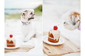 Get my easy and healthy dog cake recipe! Pretty Fluffy