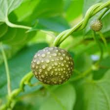 Image result for Dioscorea cochleari-apiculata