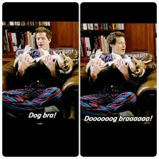Dog Bra Killed Me Ahaha Brooklyn Nine Nine Funny Brooklyn Nine Nine Watch Brooklyn Nine Nine