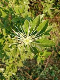 Image result for Maerua salicifolia