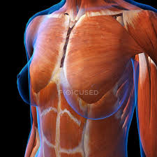 The chest, or scientifically termed thorax, is located between the neck and abdomen, containing the thorax cavity and thorax wall. Myology Stock Photos Royalty Free Images Focused