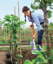 Saulenobst Grosse Ernte Auf Kleinem Raum Garten Hochbeet Biogarten Garten