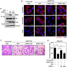 Over time, a triangular shape has become the traditional way to fold the flag and store it in a safe manner. Identification Of Parp 7 Substrates Reveals A Role For Marylation In Microtubule Control In Ovarian Cancer Cells Elife