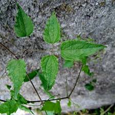 Clematis Vitalba