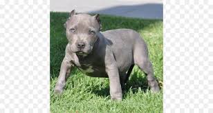 It originated in the city of birmingham and in the black country of staffordshire. American Pit Bull Terrier American Staffordshire Terrier Hunderasse American Bully Pit Bull Png Herunterladen 640 480 Kostenlos Transparent Hund Wie Saugetier Png Herunterladen