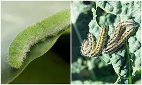 Bed bugs are tiny wingless pests that live off human blood. How To Get Rid Of Cabbage Worms And Moths Homestead Acres
