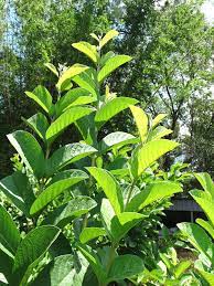 Peruvian white guava psidium guajava our latest guava is this fantastic peruvian white, that blooms in late spring to early summer. Thai White Guava Tree Psidium Guajava Urban Tropicals