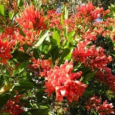 Image result for Senecio speciosus